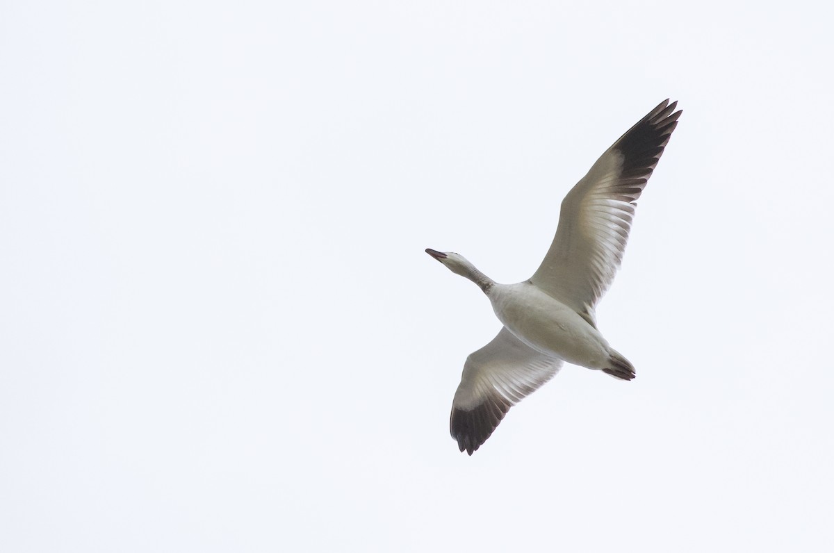 Snow Goose - ML635458881