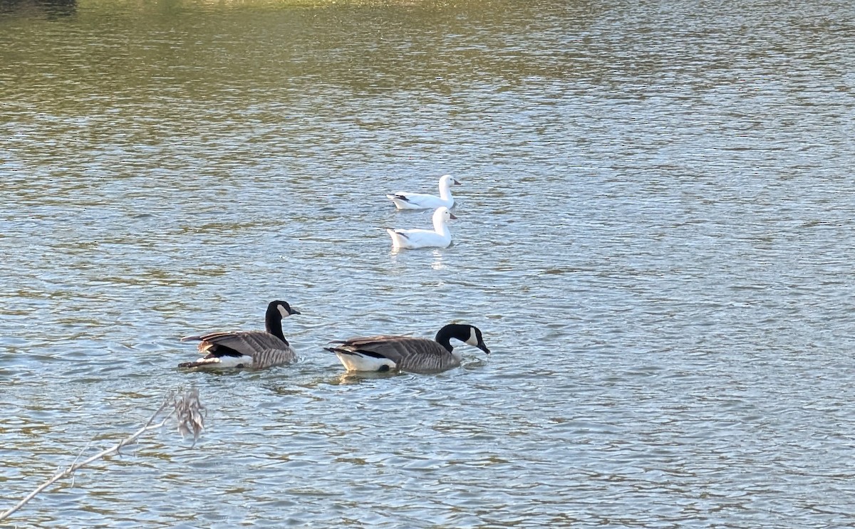 Ross's Goose - ML635458890