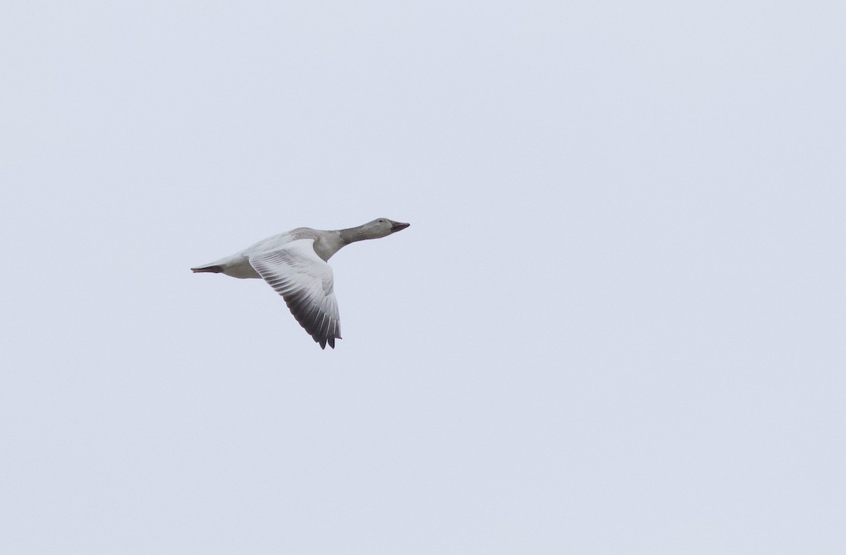 Snow Goose - ML635458901