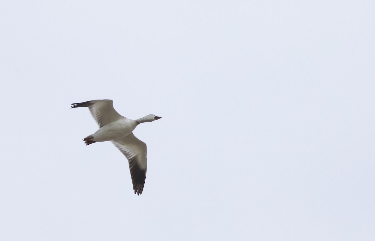 Snow Goose - ML635458902