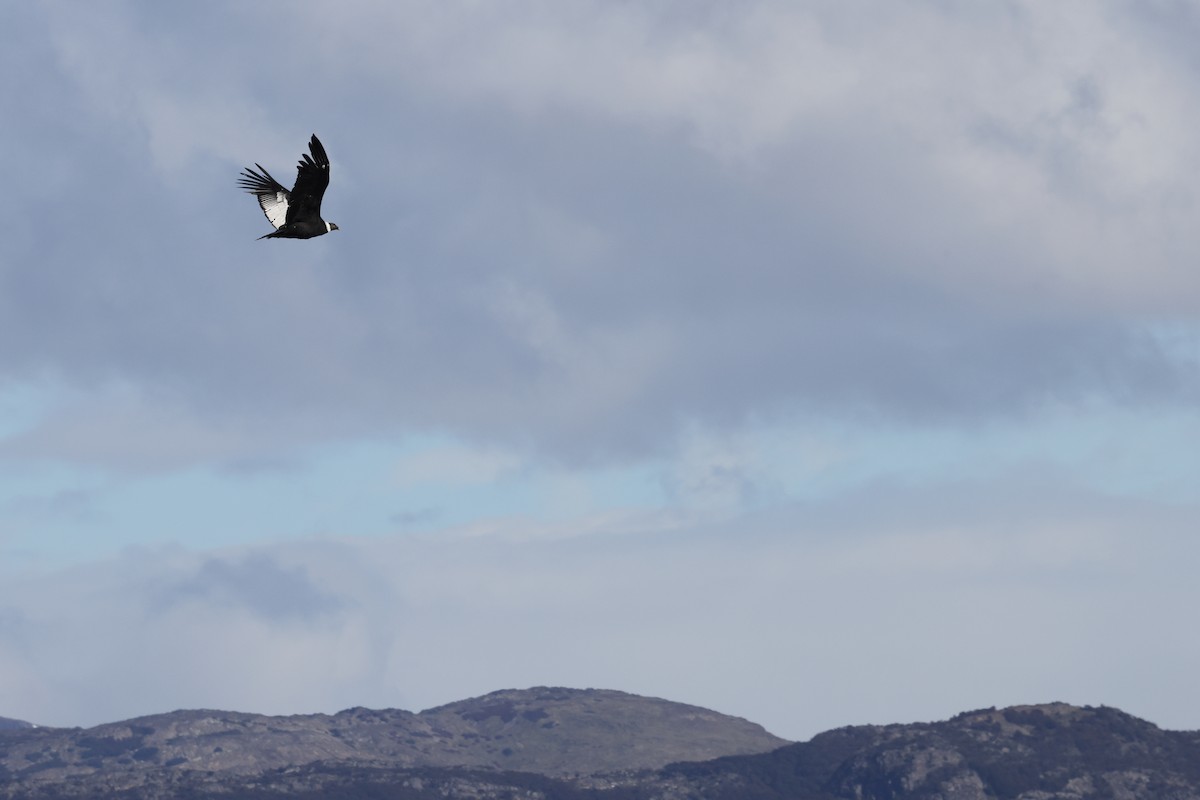 Andean Condor - ML635458909