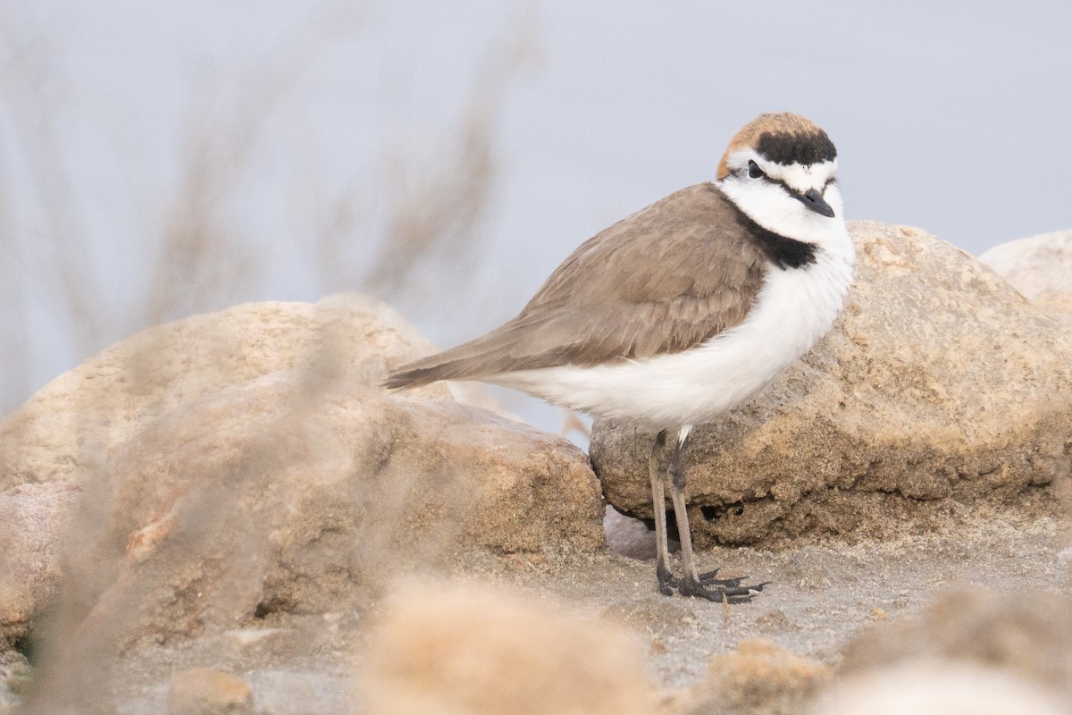 Kentish Plover - ML635458915