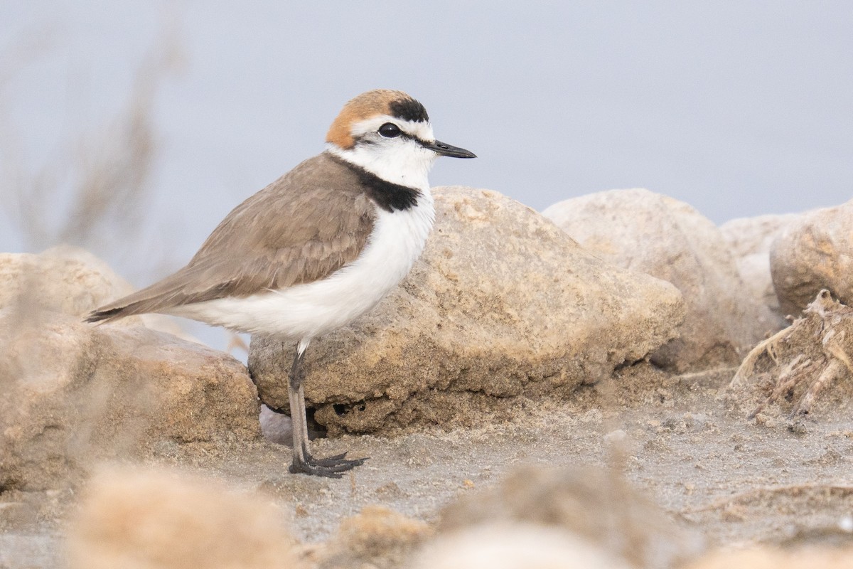 Kentish Plover - ML635458916