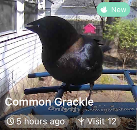 Common Grackle - ML635458930