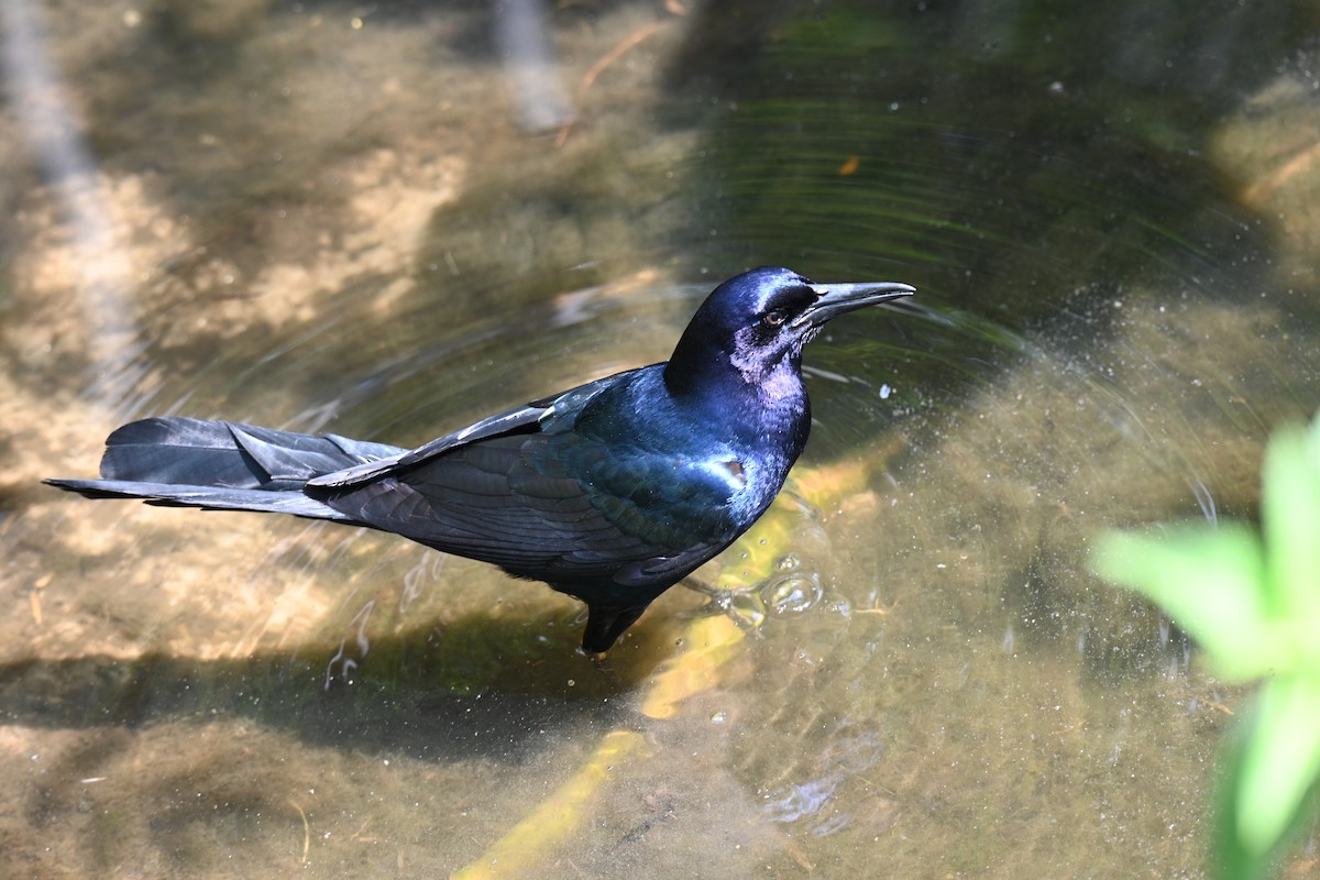 Boat-tailed Grackle - ML635458937
