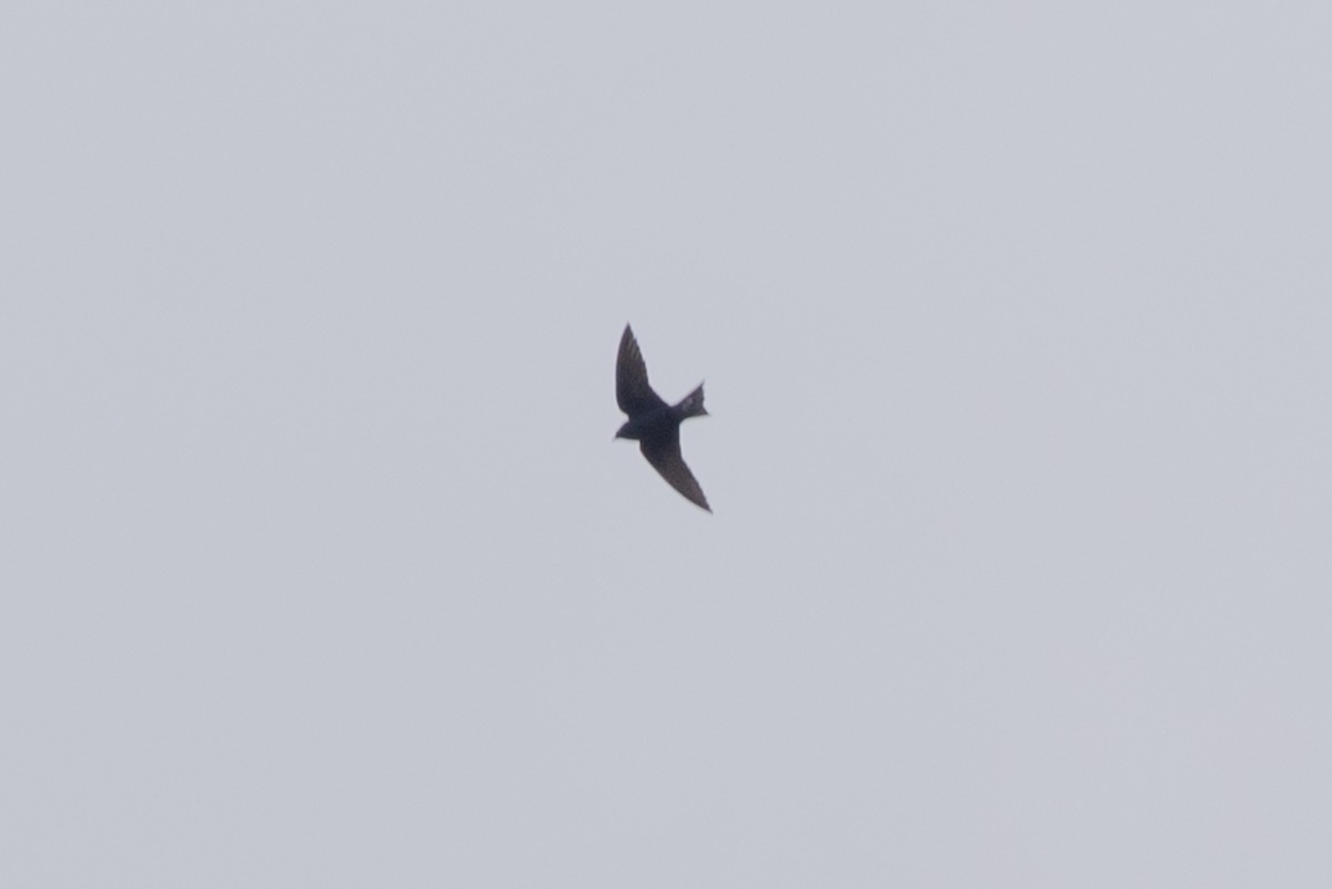 Purple Martin - ML635459005
