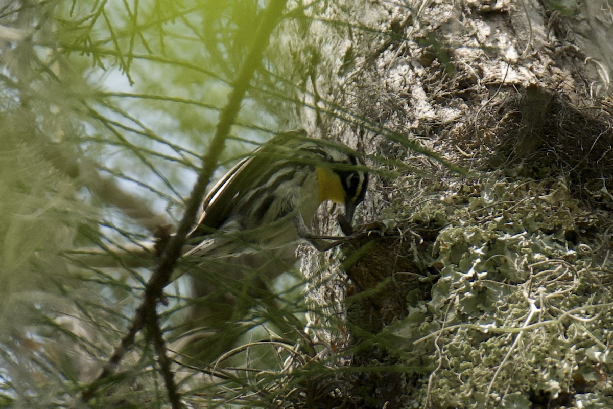 Yellow-throated Warbler - ML635459020