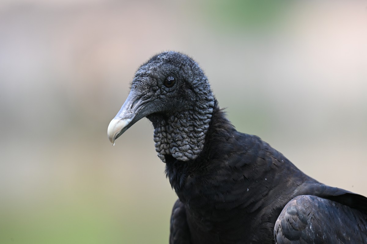 Black Vulture - ML635459034