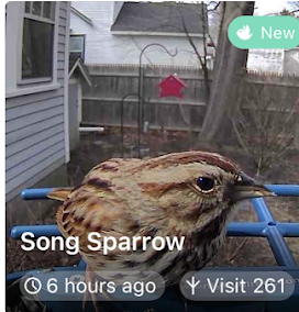 Song Sparrow - ML635459043