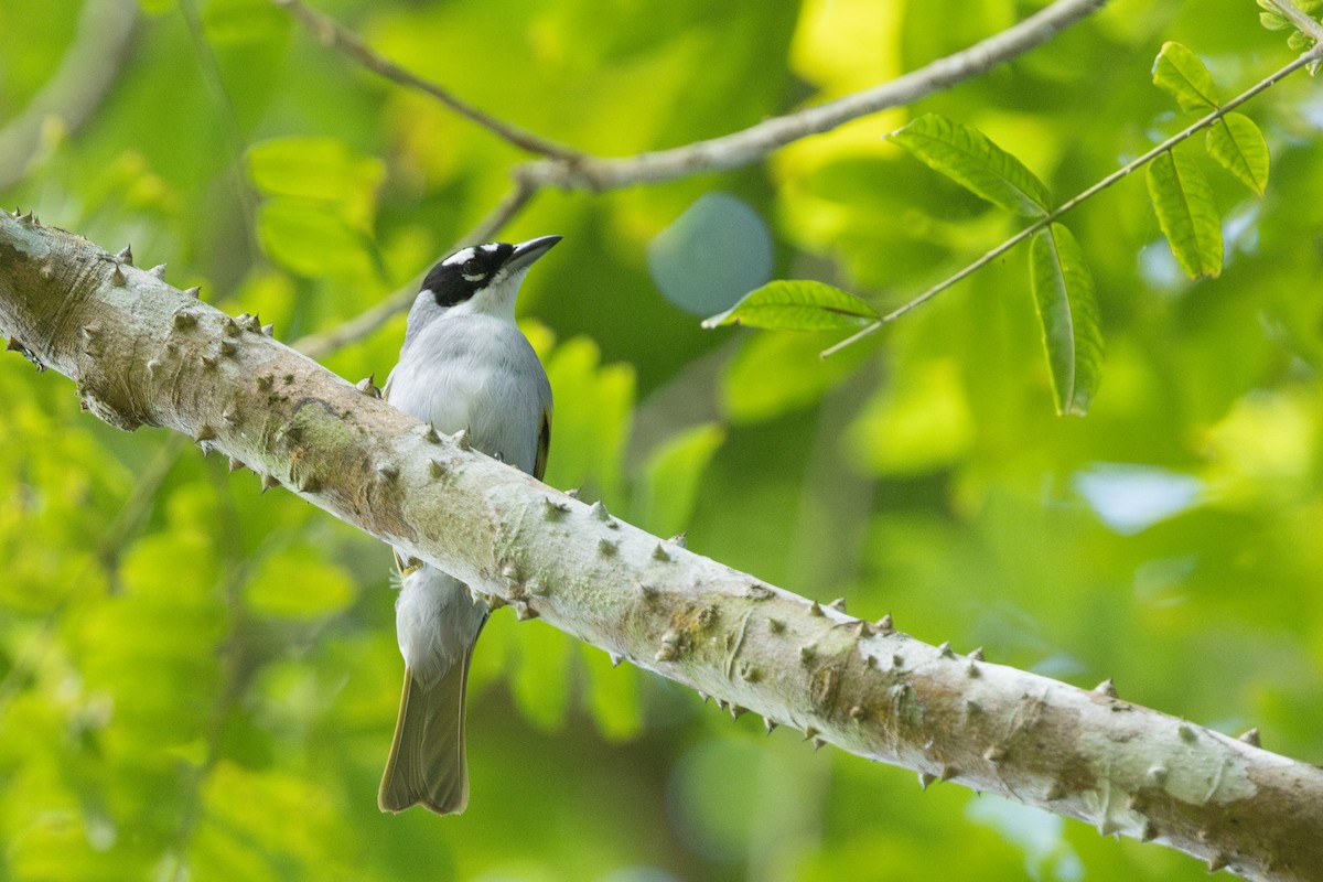 Black-crowned Palm-Tanager - ML635459114