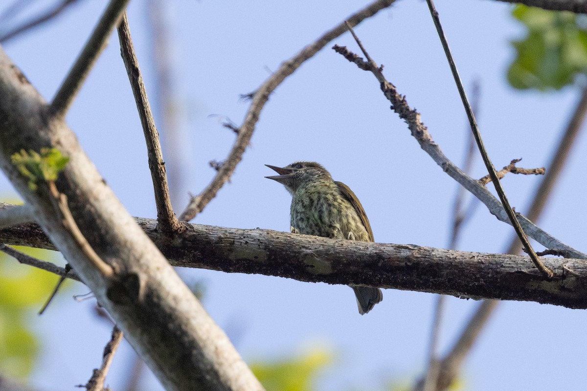 Antillean Piculet - ML635459159