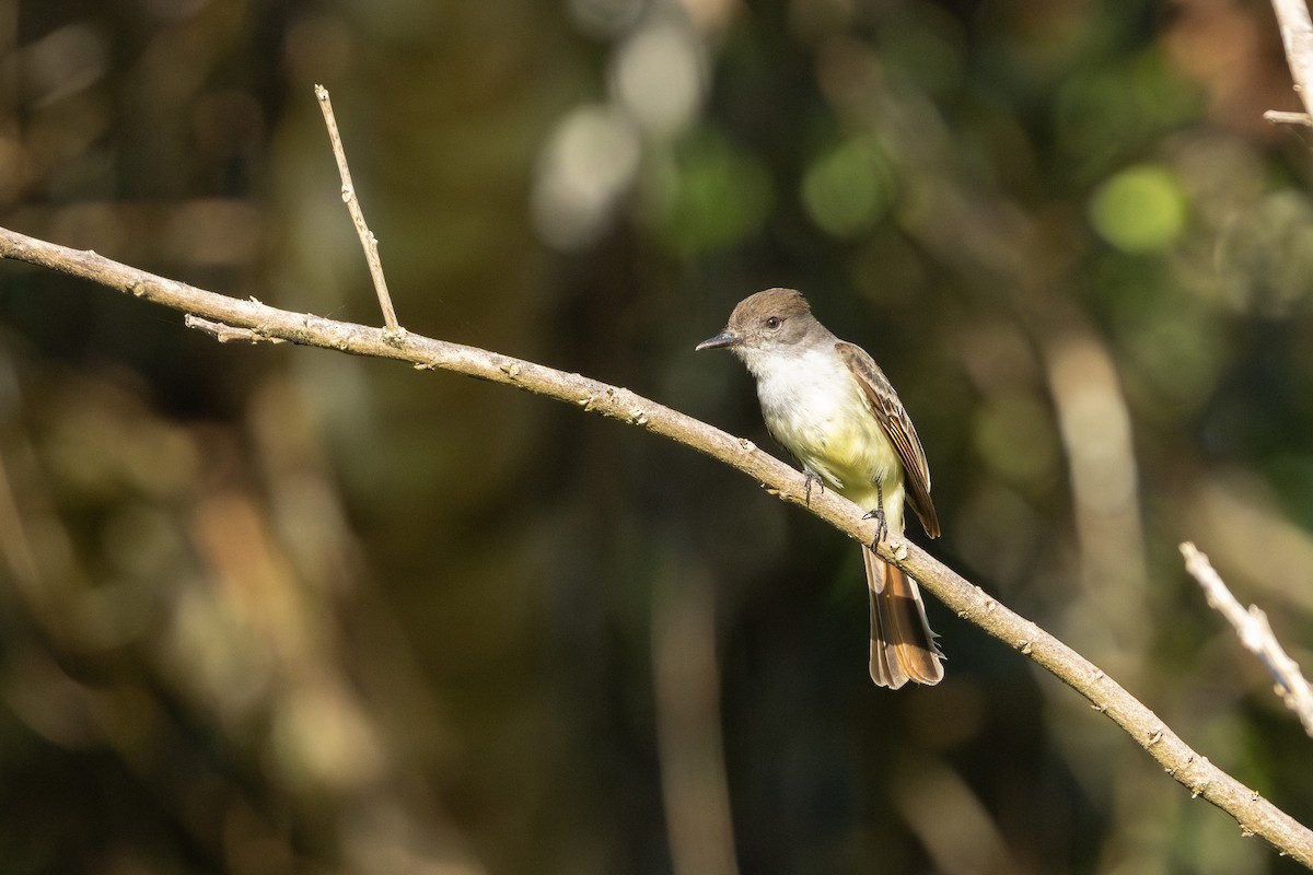 Stolid Flycatcher - ML635459170