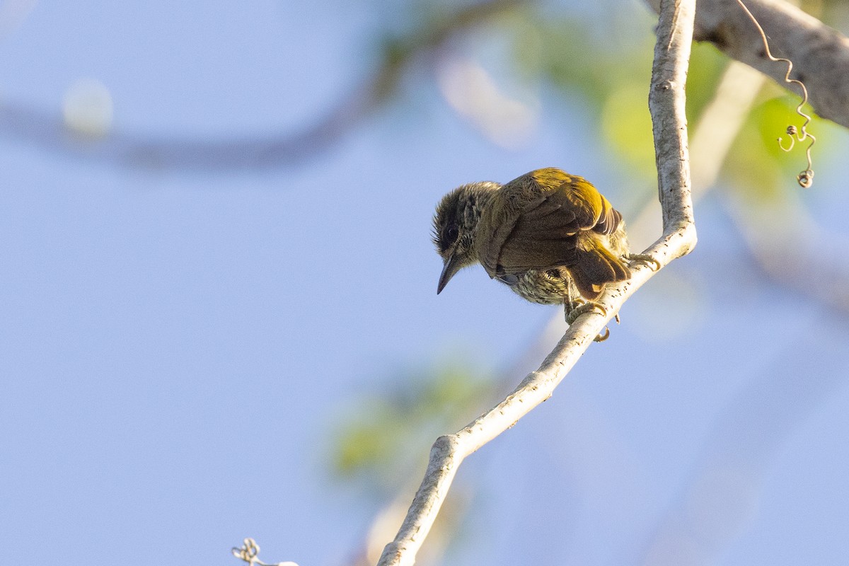 Antillean Piculet - ML635459172