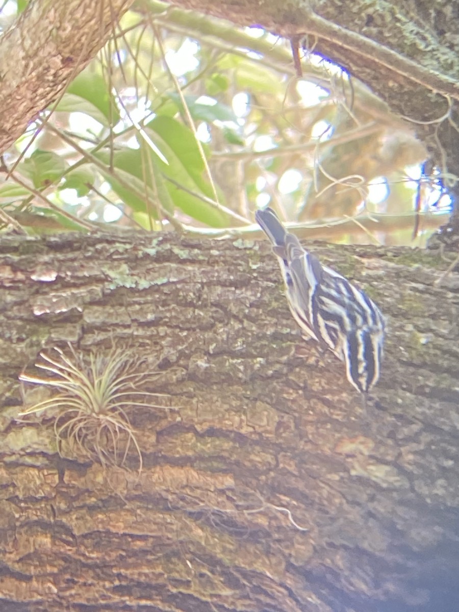 Black-and-white Warbler - ML635459193