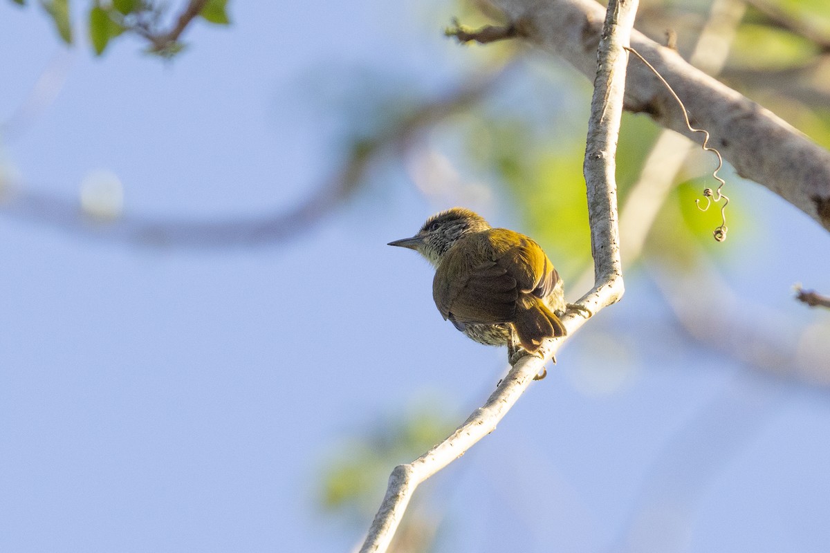 Antillean Piculet - ML635459240