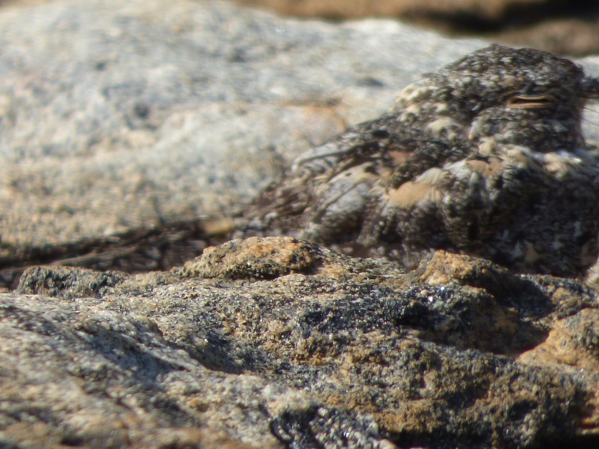Pygmy Nightjar - ML635459257