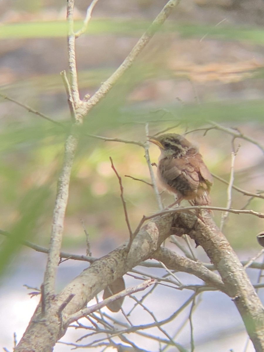Carolina Wren - ML635459284
