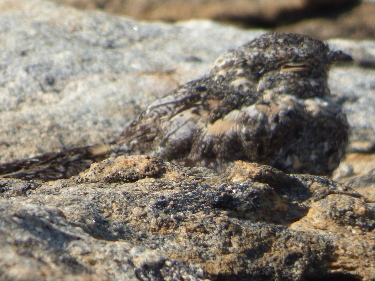 Pygmy Nightjar - ML635459290