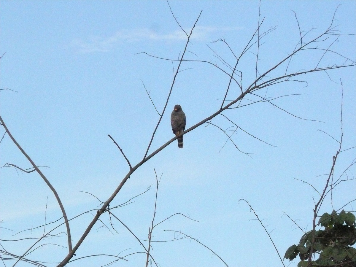 Roadside Hawk - ML635459348