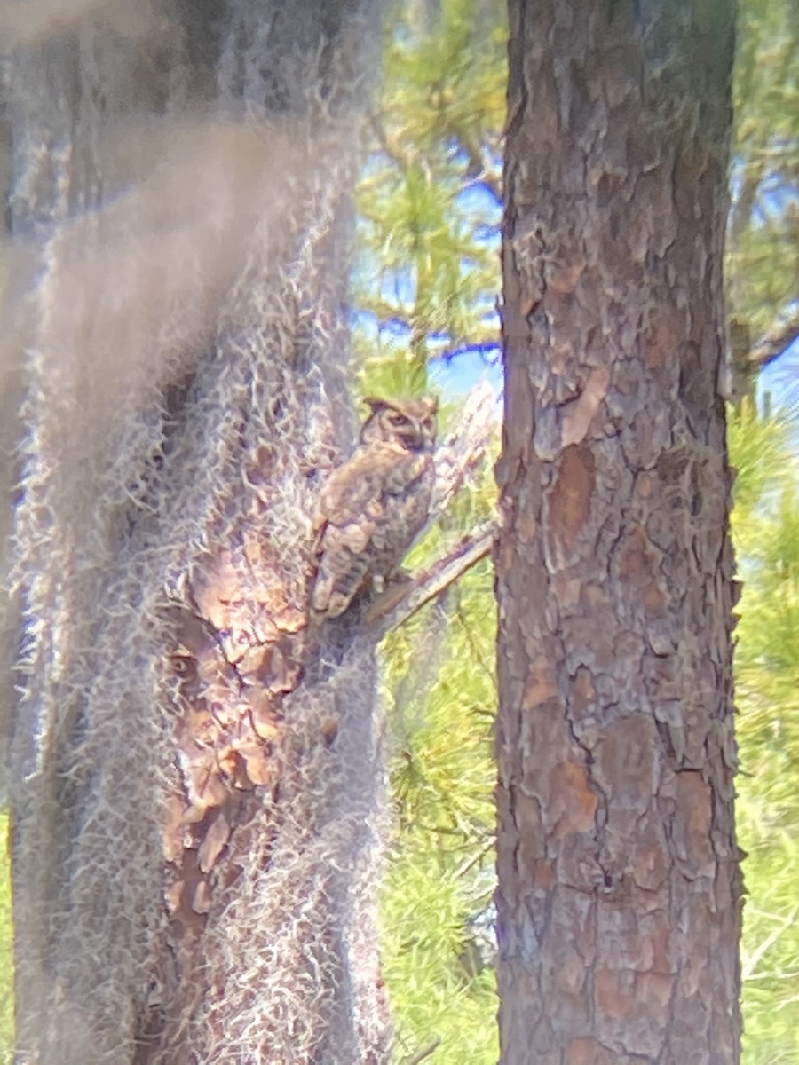 Great Horned Owl - ML635459351