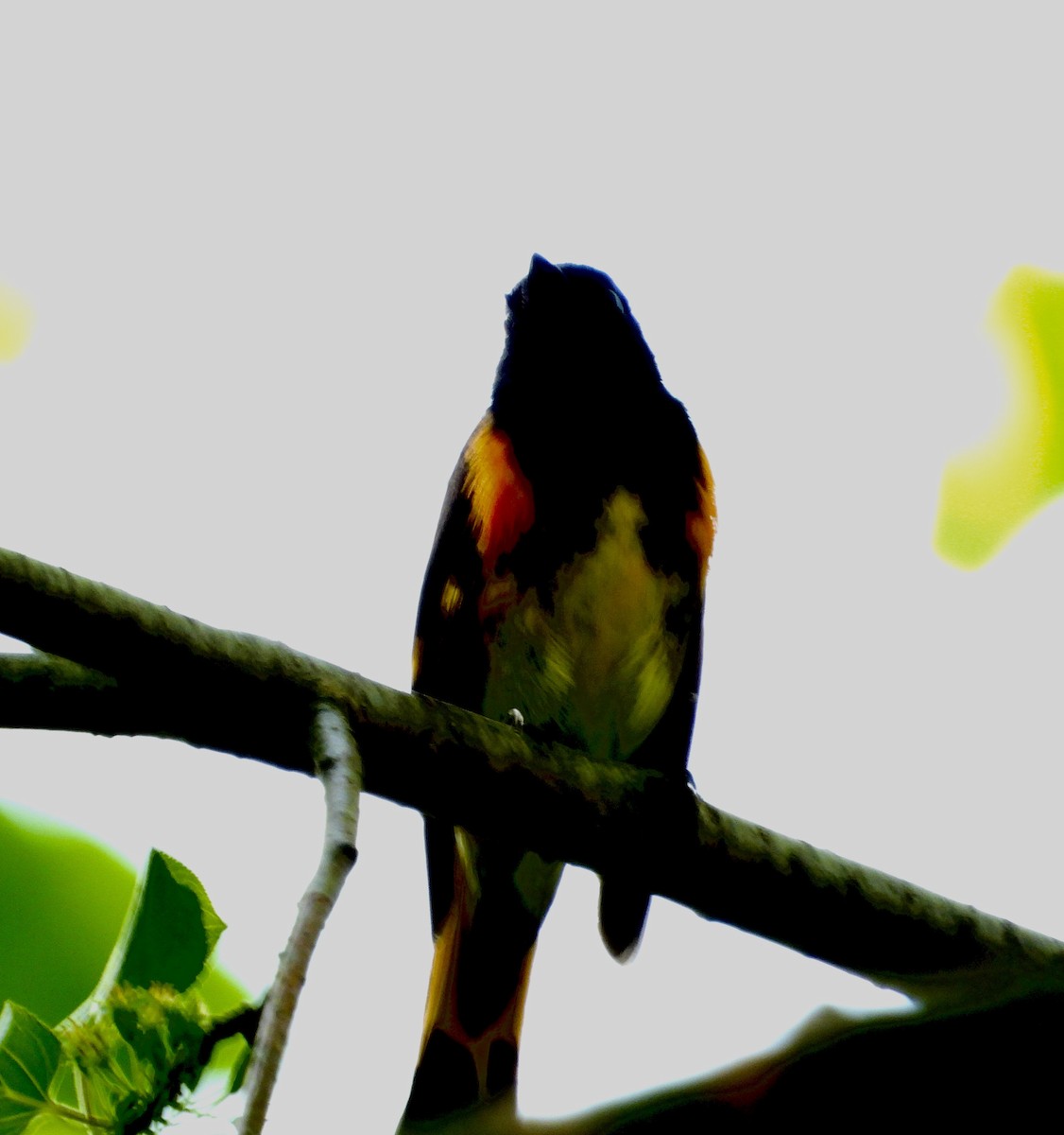 American Redstart - ML635459378