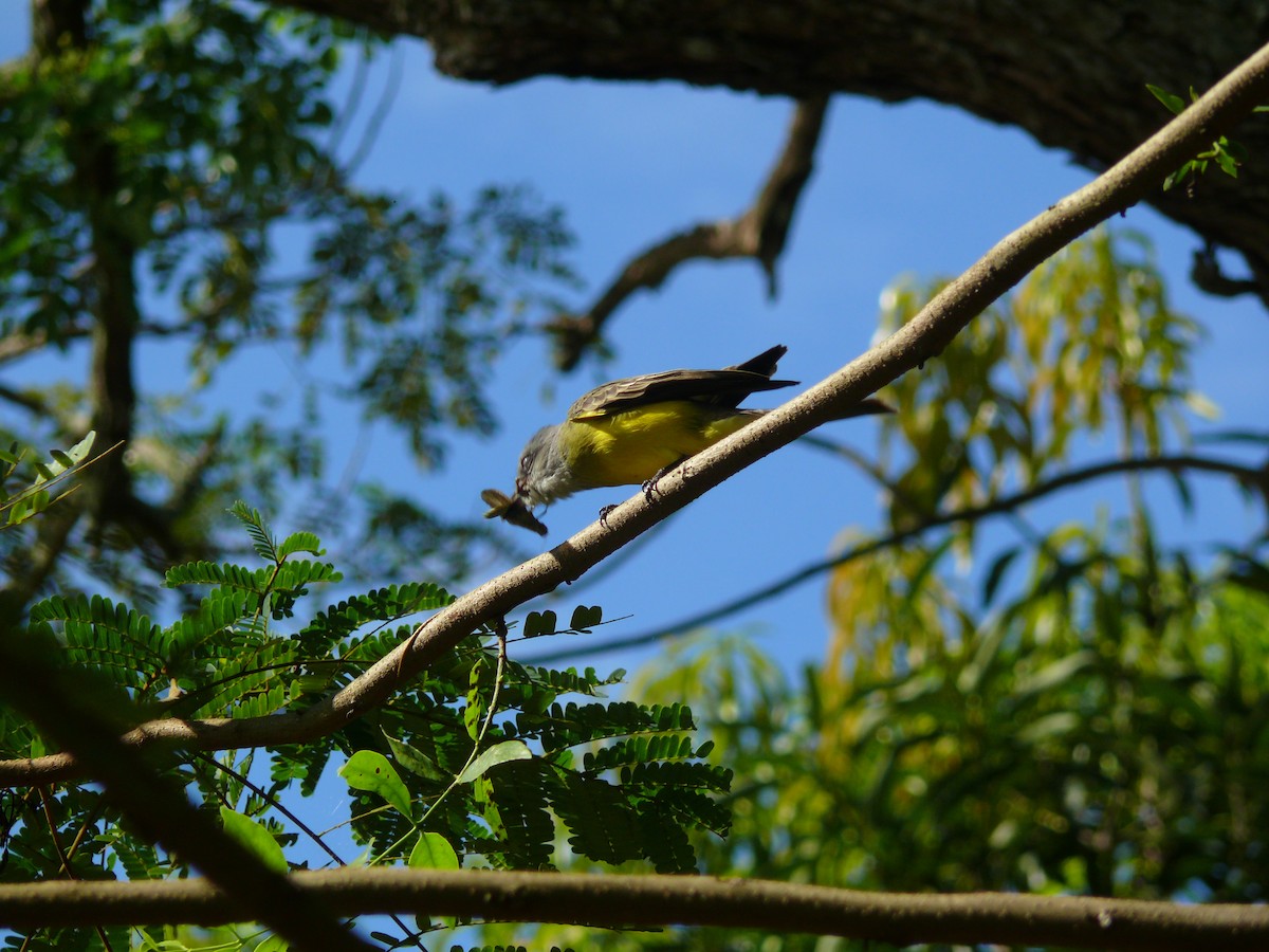 Tropical Kingbird - ML635459388