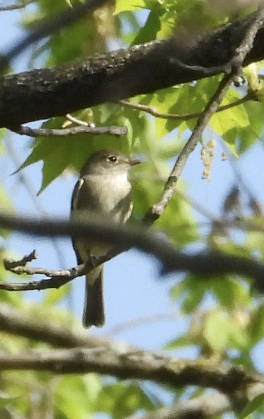 Least Flycatcher - ML635459402