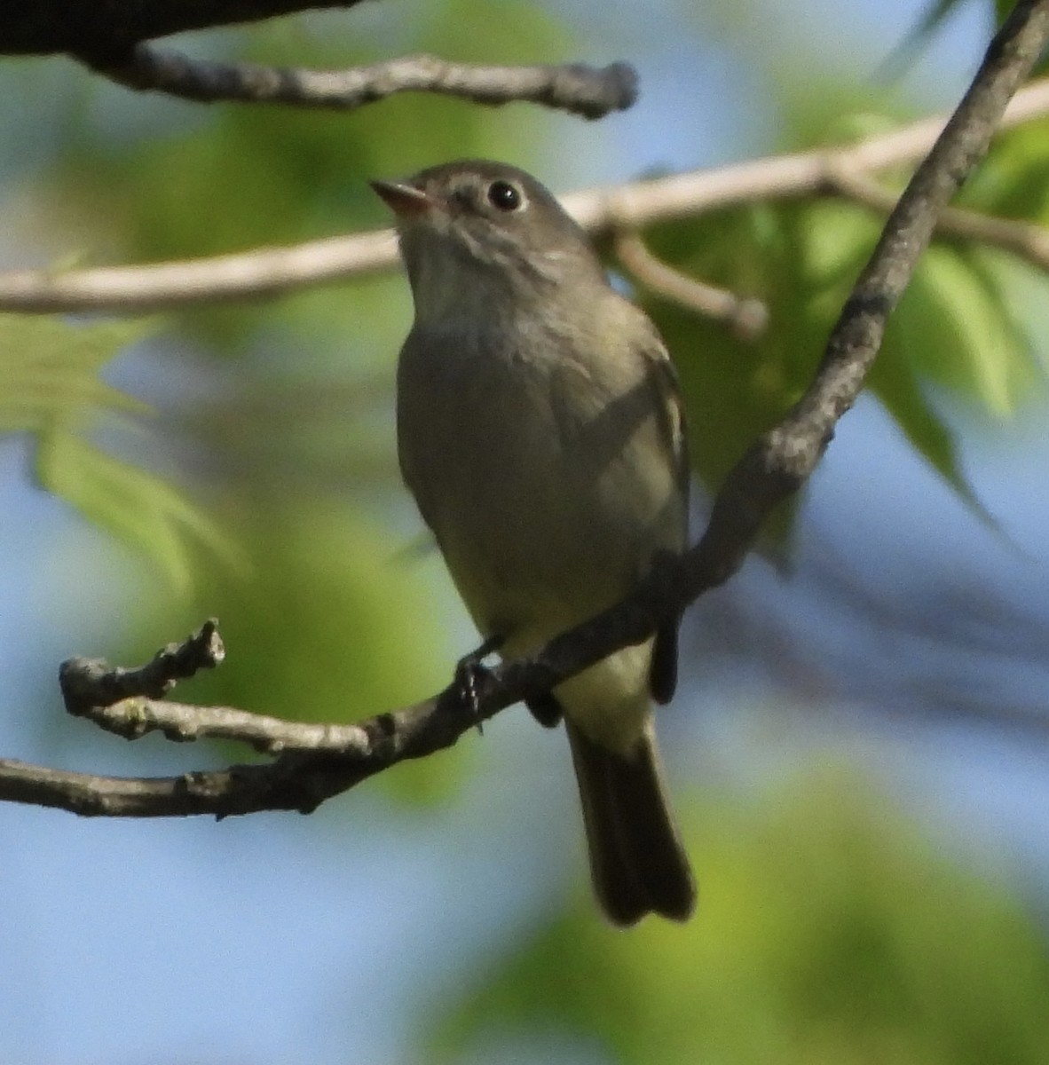 Least Flycatcher - ML635459403