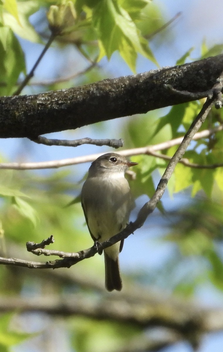Least Flycatcher - ML635459404