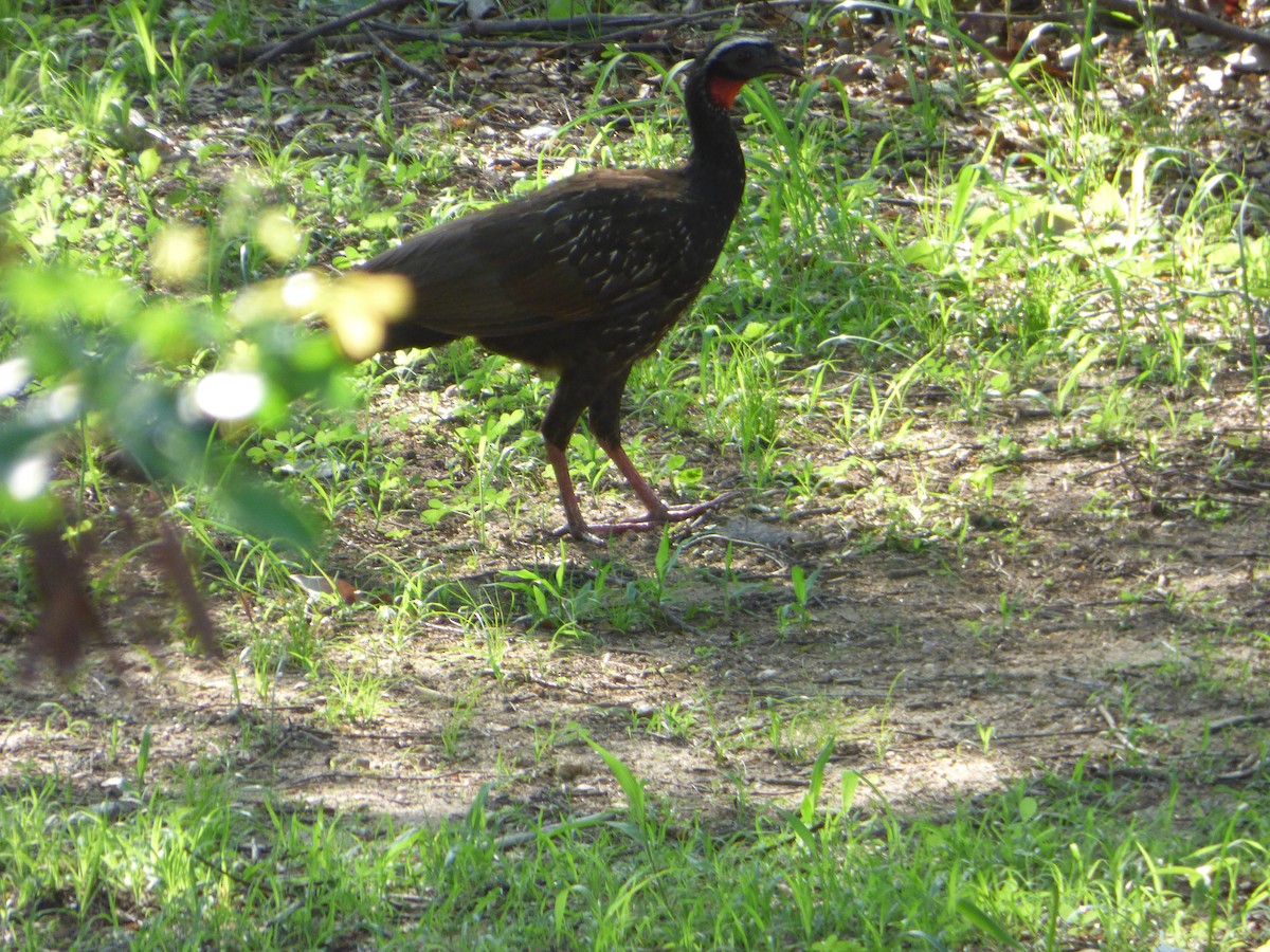 White-browed Guan - ML635459426