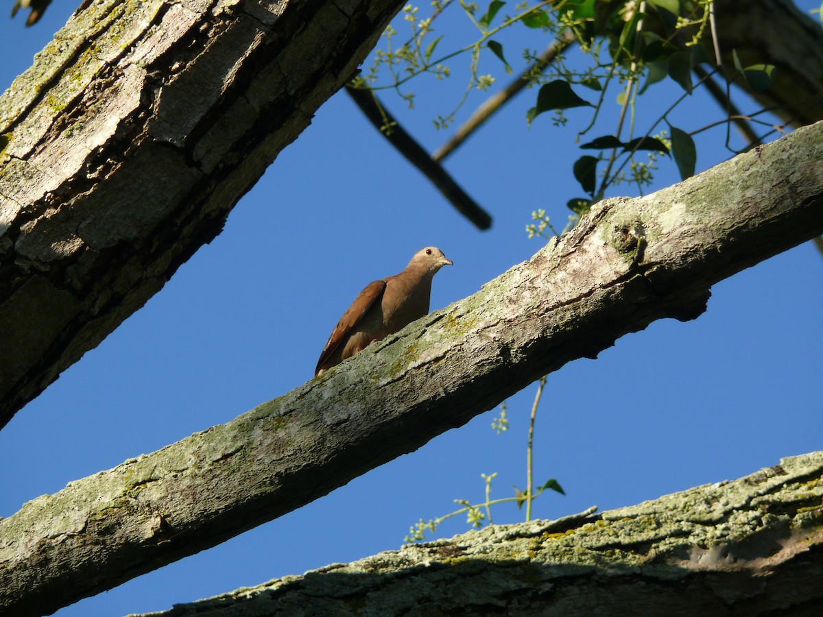 Ruddy Ground Dove - ML635459438