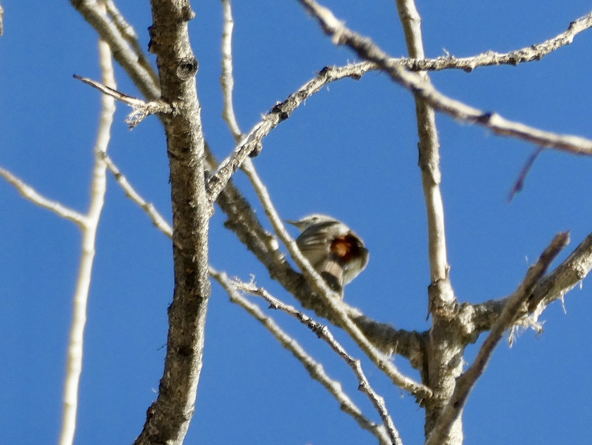 Lucy's Warbler - ML635459453