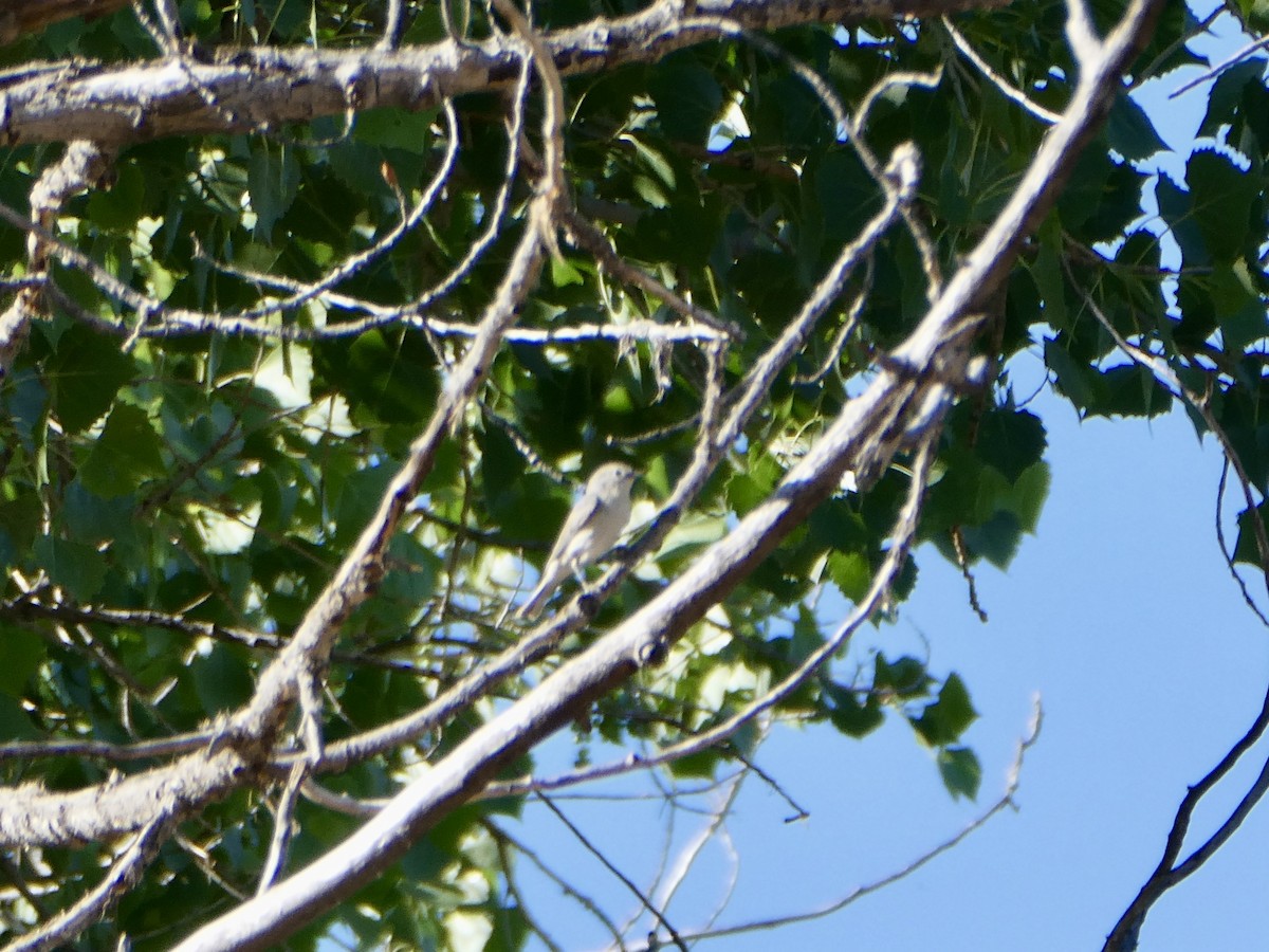 Lucy's Warbler - ML635459454