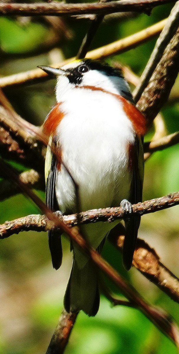 Chestnut-sided Warbler - ML635459457