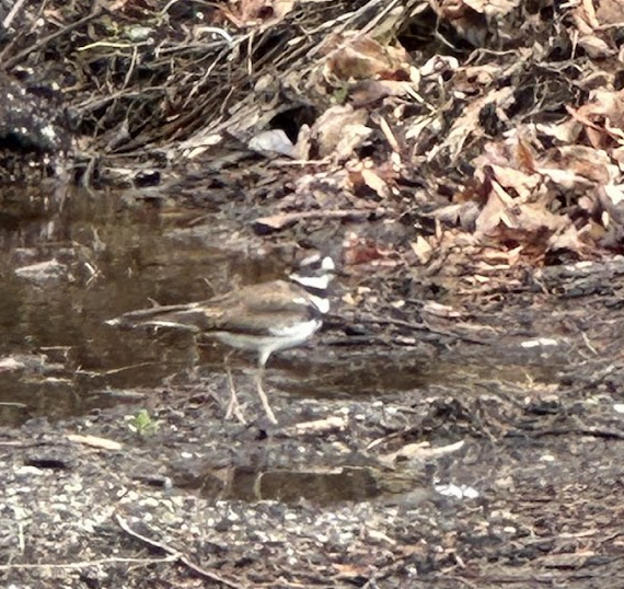 Killdeer - ML635459468