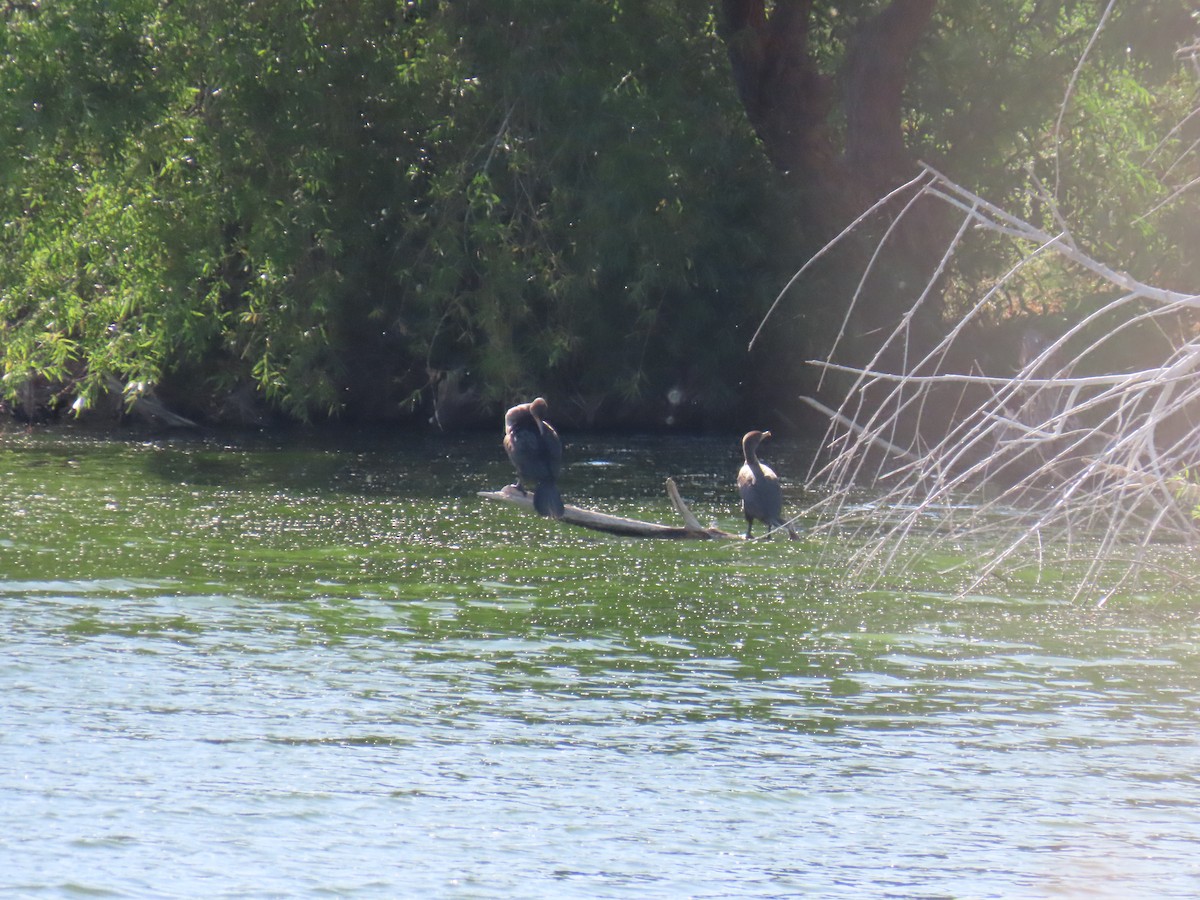 Cormoran à aigrettes ou C. vigua - ML635459486