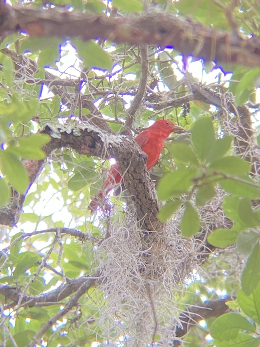 Summer Tanager - ML635459515