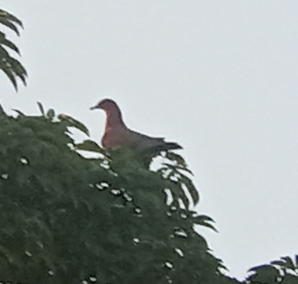 Plain Pigeon - ML635459516