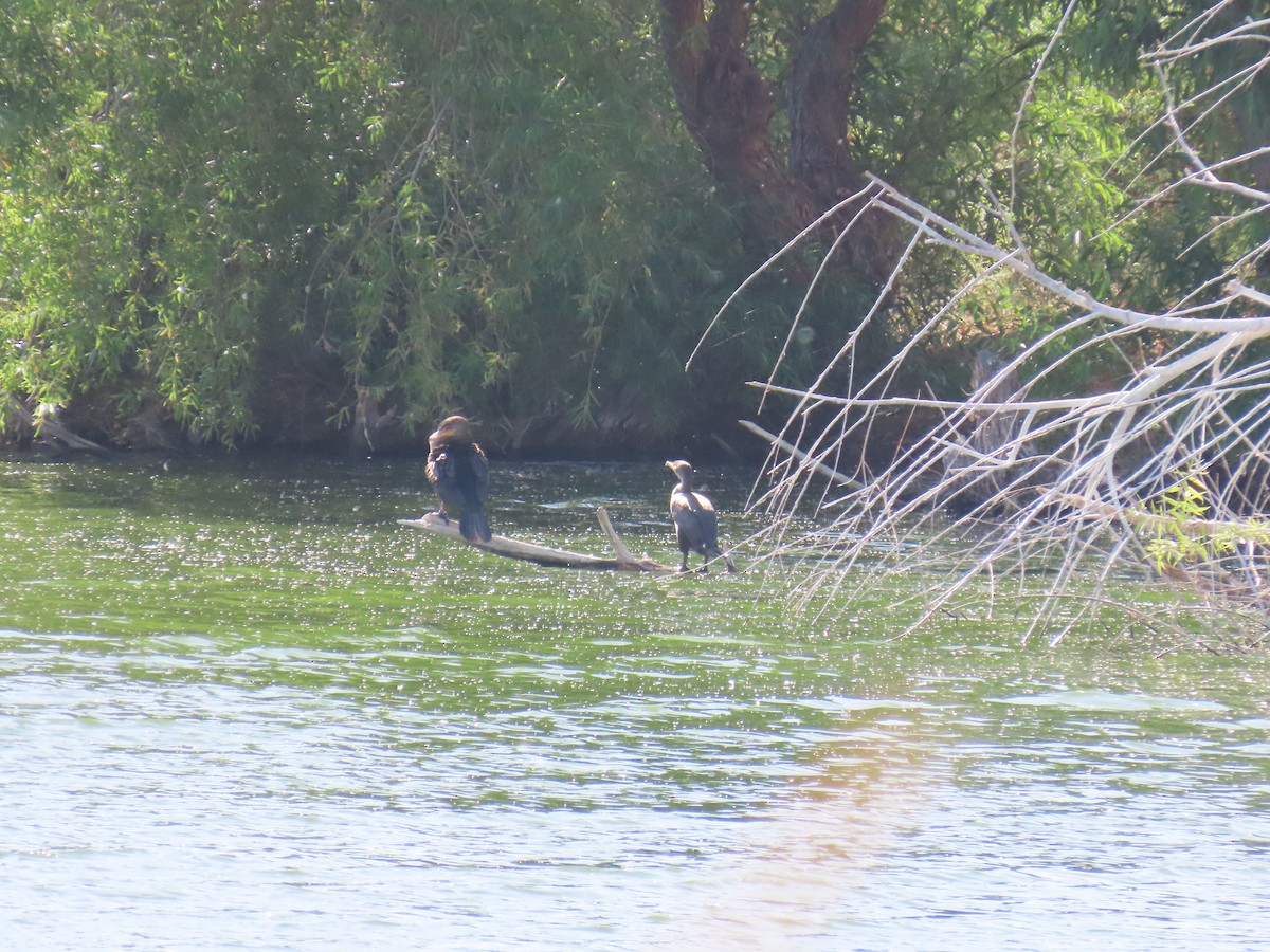 Cormoran à aigrettes ou C. vigua - ML635459532