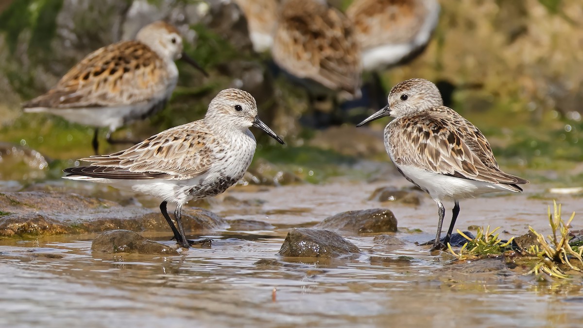 Dunlin (arctica) - Gonzalo Pardo