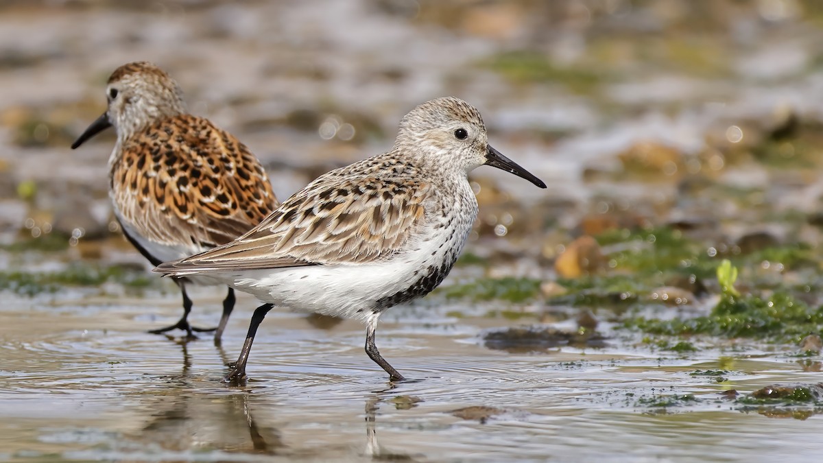 Dunlin (arctica) - Gonzalo Pardo