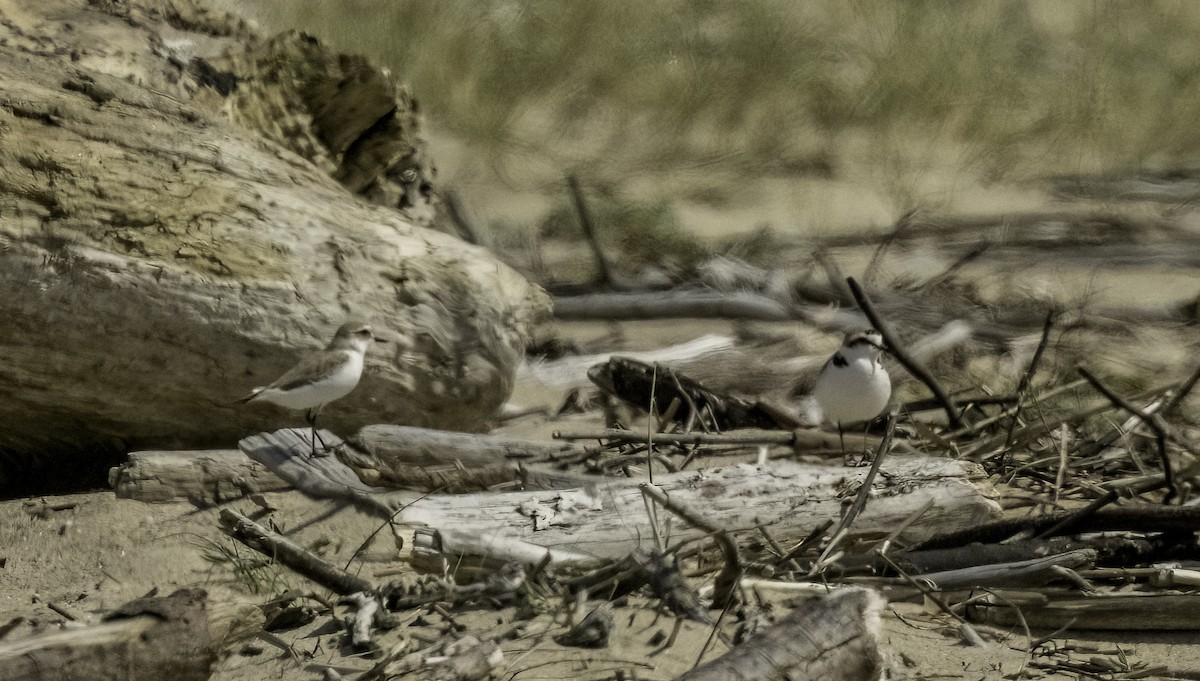 Kentish Plover - ML635459634