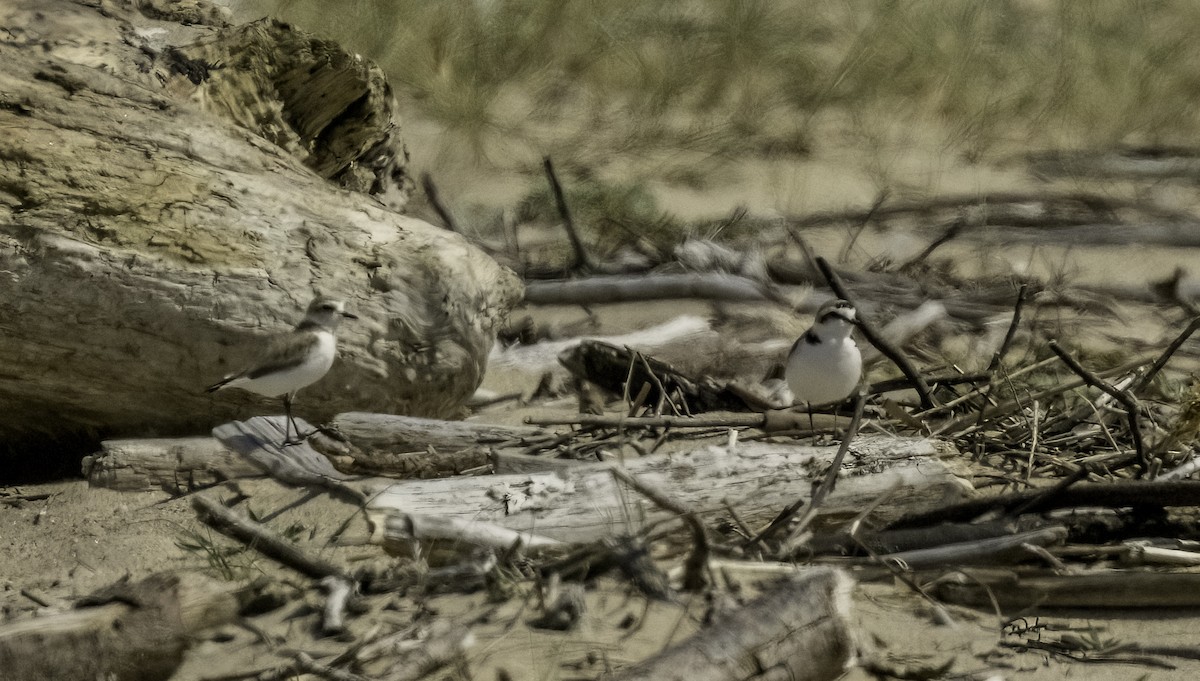 Kentish Plover - ML635459639