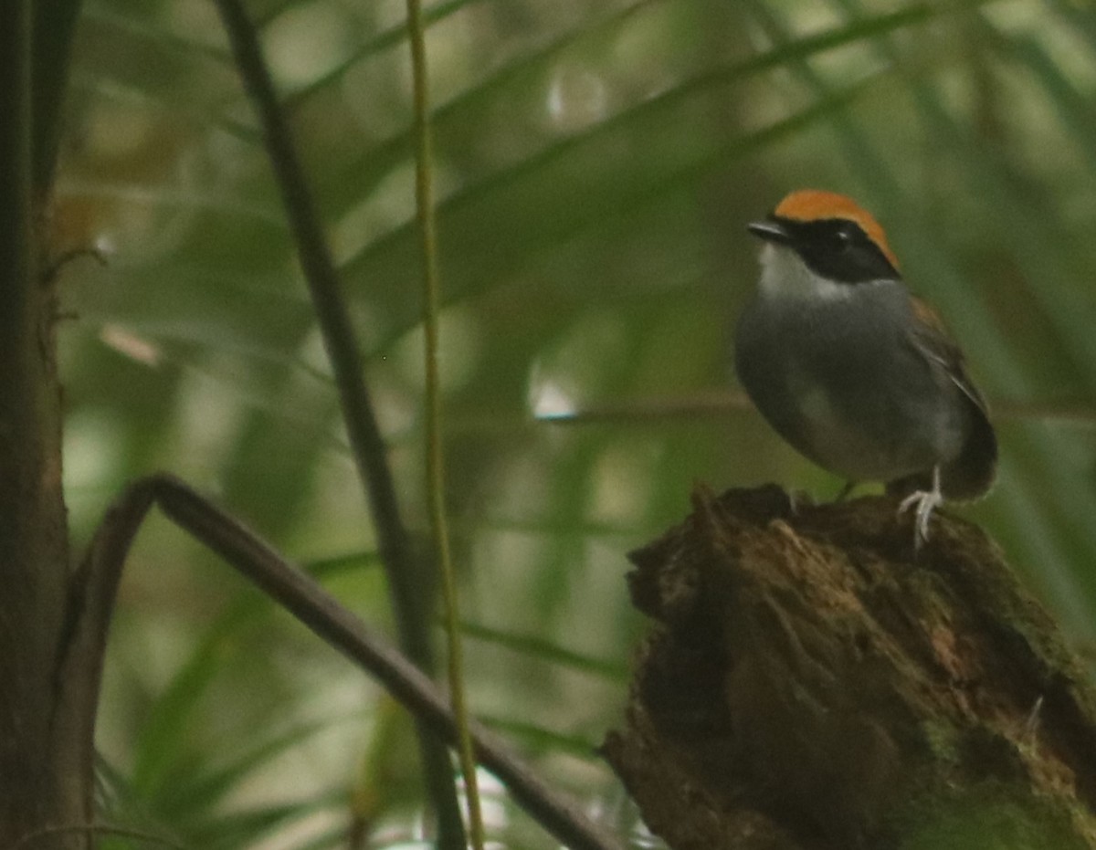 Black-cheeked Gnateater - ML635459670
