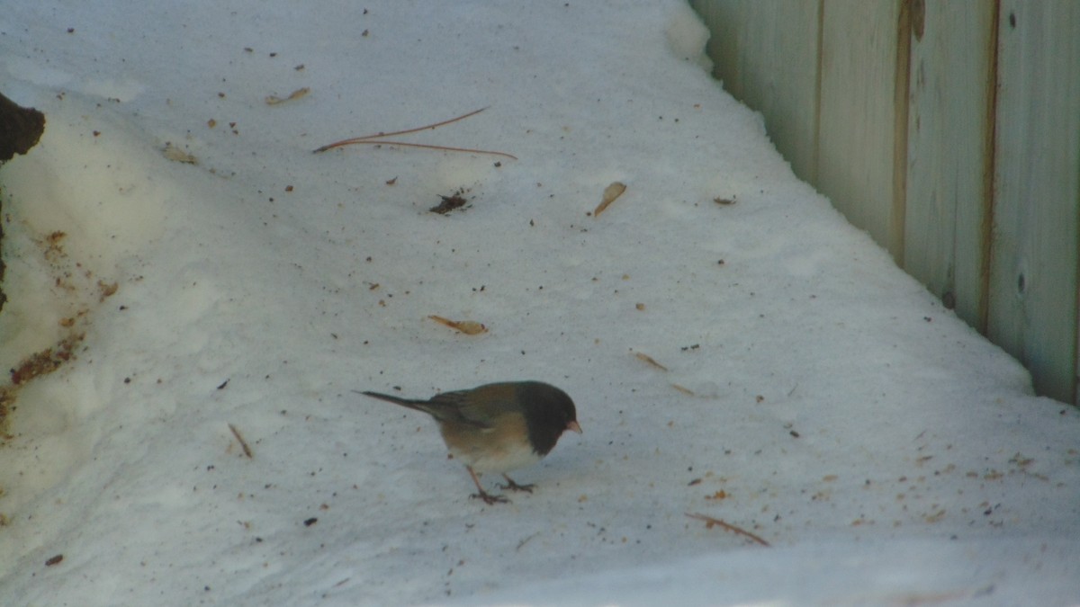 Dark-eyed Junco - ML635459763