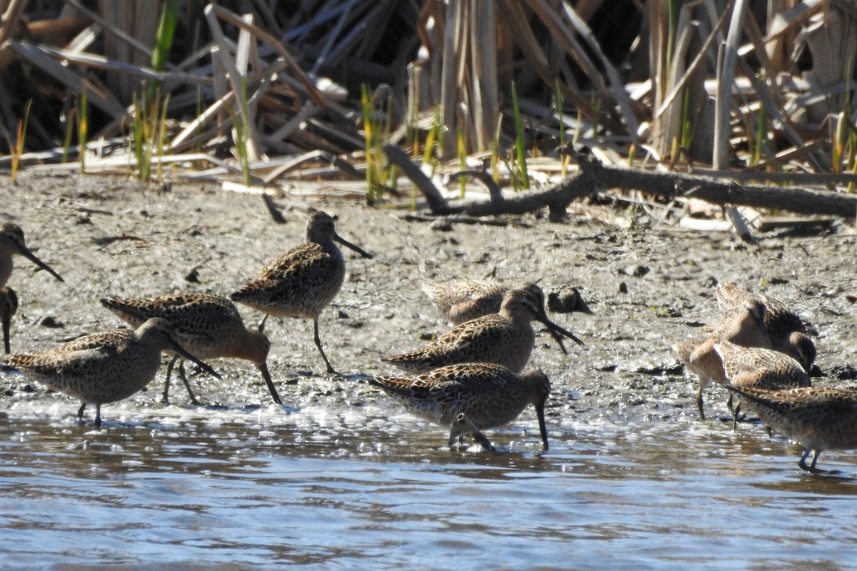 Short-billed Dowitcher - ML635459827