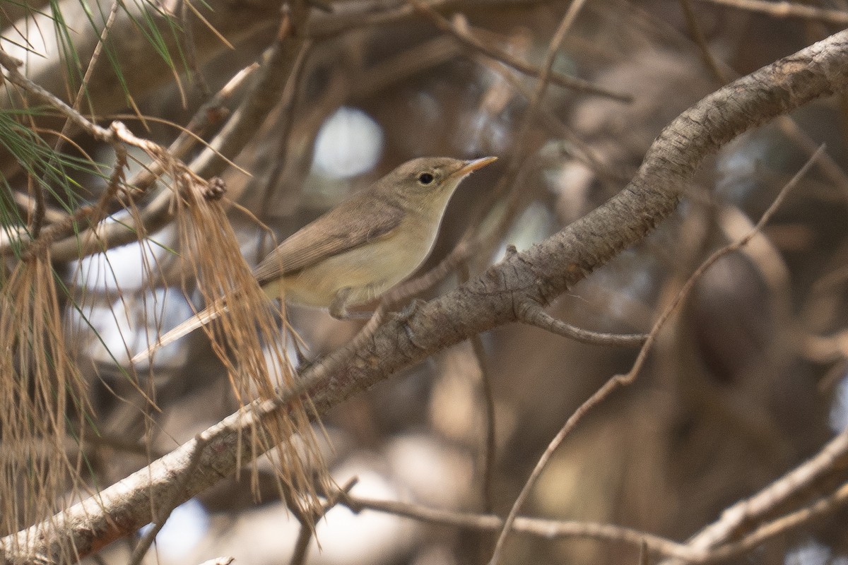 Western Olivaceous Warbler - ML635459858