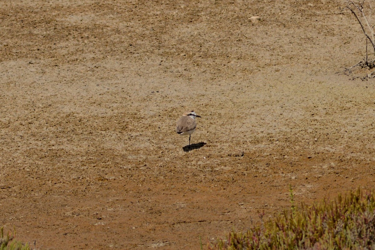 Kentish Plover - ML635459898