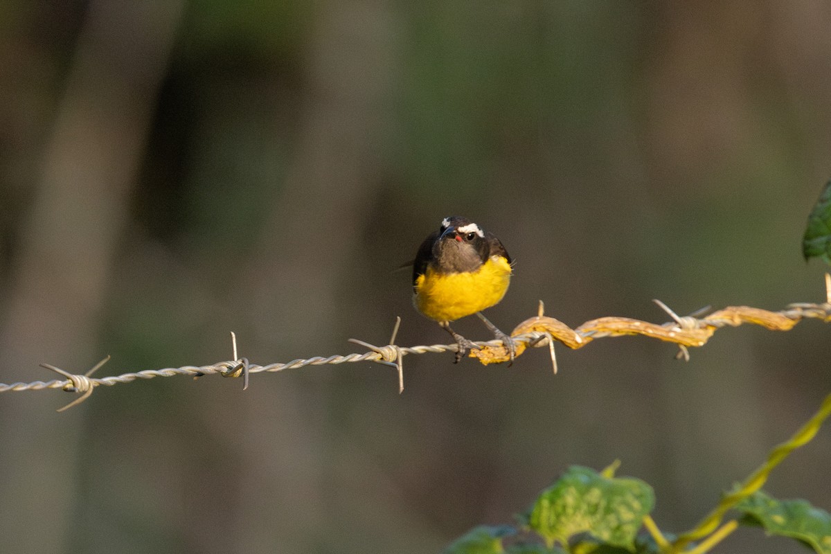 Bananaquit (Greater Antillean) - ML635460062