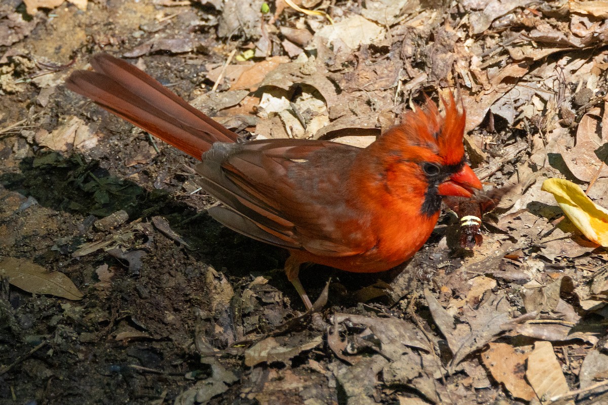 Northern Cardinal - ML635460170